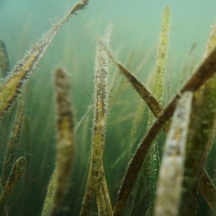 Seychelles Seagrass Research Supports Country's Climate Commitment