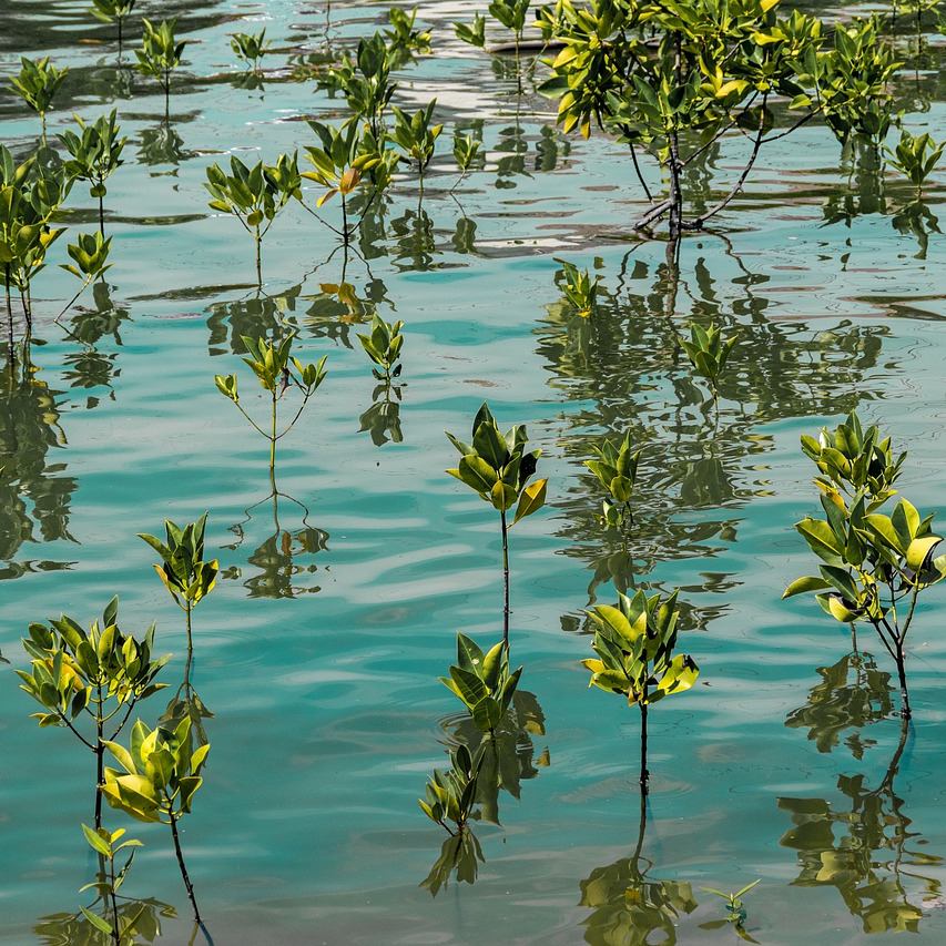 Blue Carbon in the United Kingdom: Understanding and developing the op –  Investable Oceans