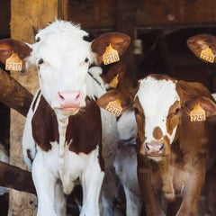 Feeding cows a few ounces of seaweed daily could sharply reduce their contribution to climate change