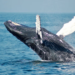 UN delegates reach historic agreement on protecting marine biodiversity in international waters