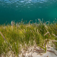 Seagrass meadows: getting to know these unsung heroes of southern Africa’s oceans