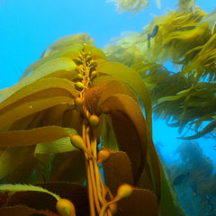 Seaweed Deep Dive Article