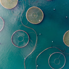 The State of World Fisheries and Aquaculture 2024