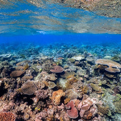 Blue carbon: how three Australian marine sites lock away 2bn tonnes of CO2