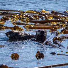 Why Seaweed Could Be The Greatest Untapped Resource On The Planet