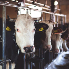 Seaweed based feed could see methane emissions from cows reduced