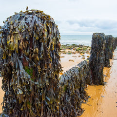 The hope and hype of seaweed farming for carbon removal