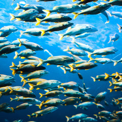 Environmental, economic, and social sustainability in aquaculture: the aquaculture performance indicators