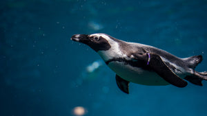 Diving with penguins: tech gives ocean scientists a bird’s-eye view of foraging in Antarctic waters