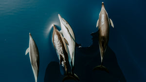 Bionic dolphin skin propeller slashes hundreds of tonnes of emissions