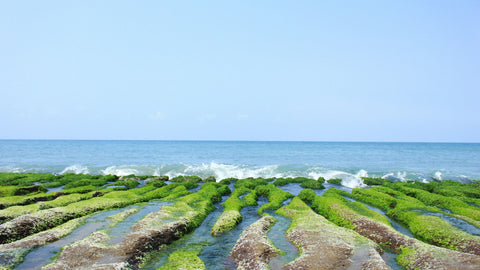 Algae Could Be the Answer to Cleaning Water Polluted With Chemicals