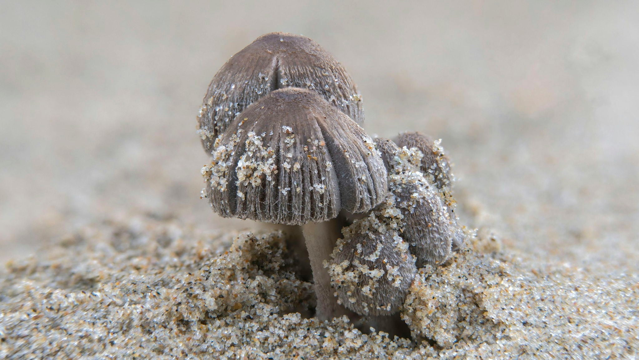 Scientists in Hawaii are training ‘hungry’ marine fungi to eat ocean plastics